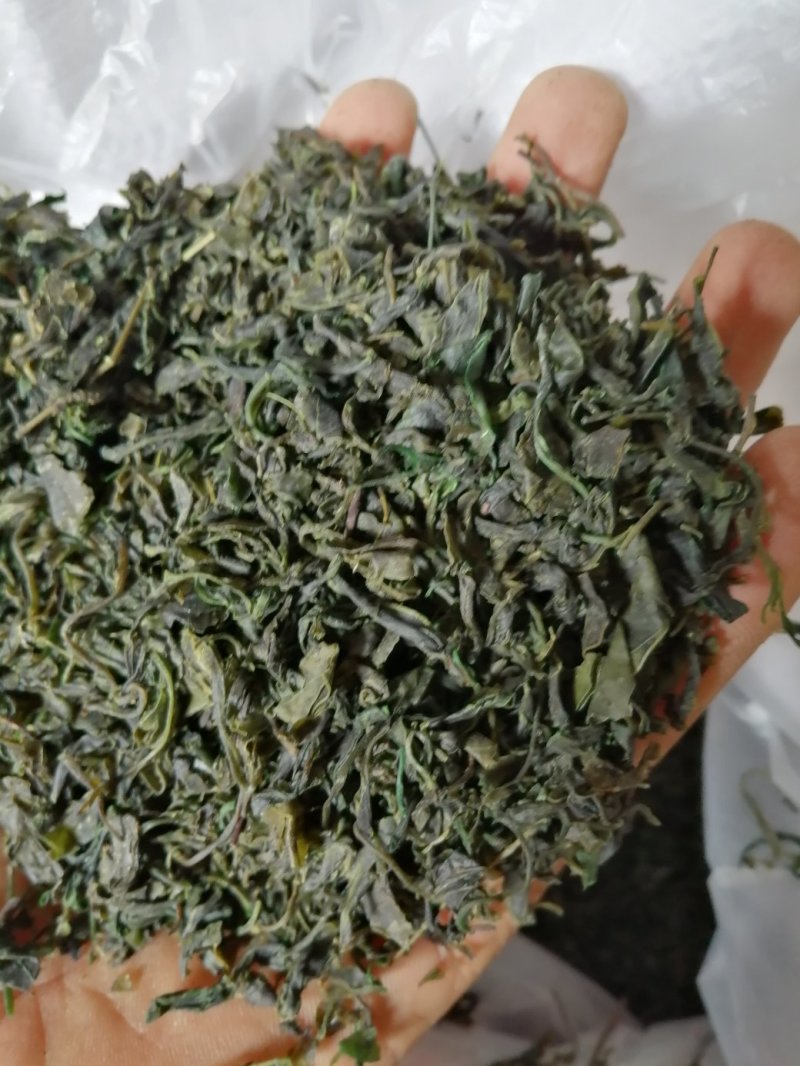 青山绿水，小叶苦丁，毛冬青嫩芽便宜处理量大从优