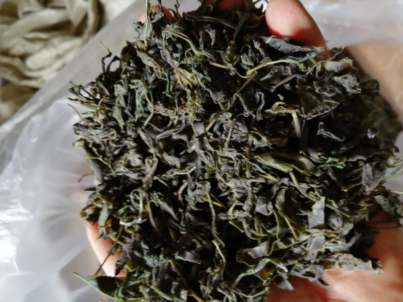 青山绿水，小叶苦丁，毛冬青嫩芽便宜处理量大从优