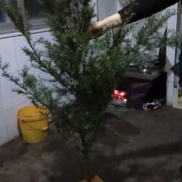 红豆杉自家种植本溪桓仁小苗到一米六高的全有