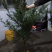 红豆杉自家种植本溪桓仁小苗到一米六高的全有