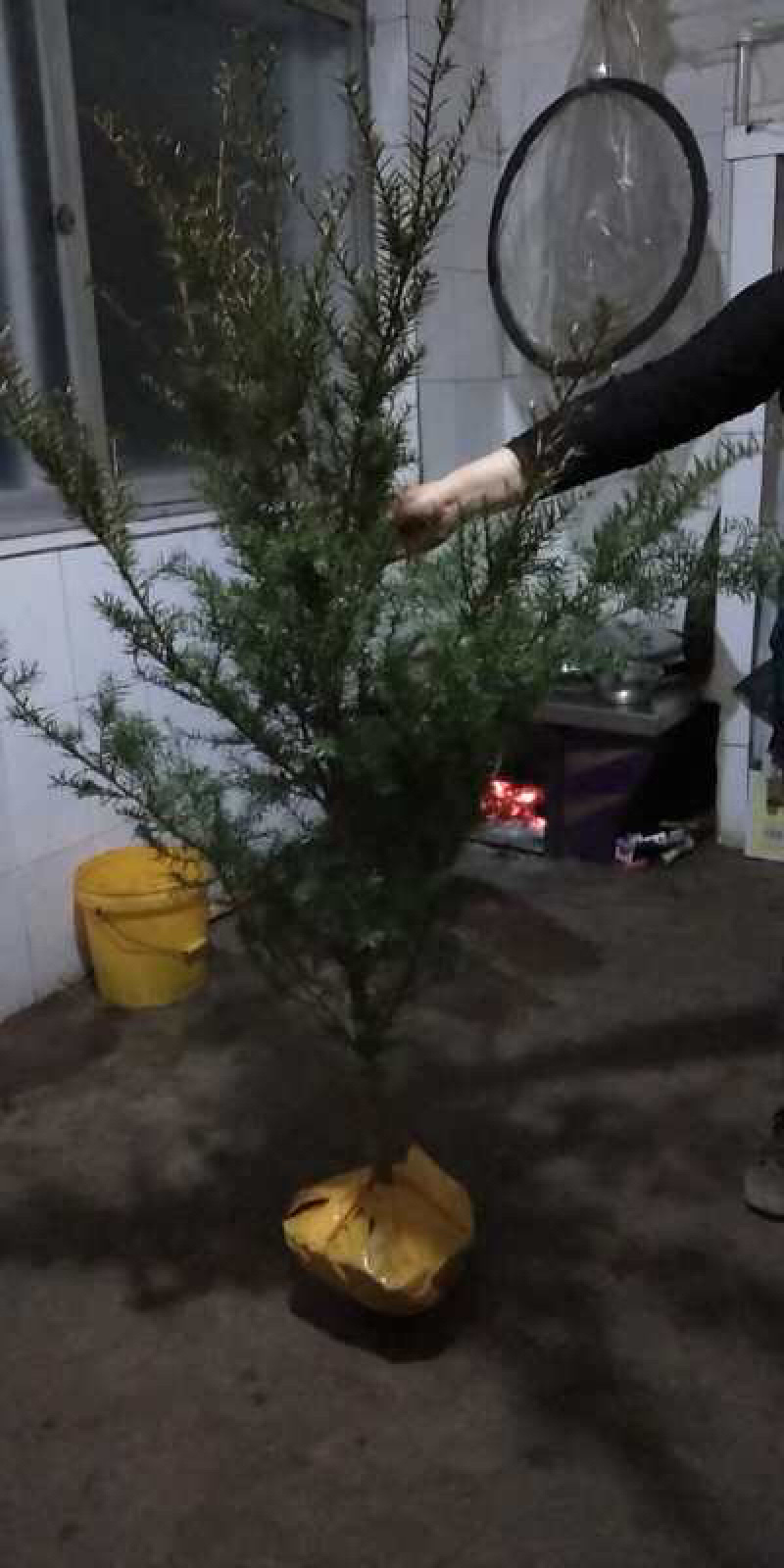 红豆杉自家种植本溪桓仁小苗到一米六高的全有
