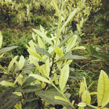 奶白茶苗，根系发达，成活率高
