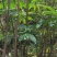 重楼苗七叶一枝花四川重楼保质保量，量大从优欢迎在线咨询