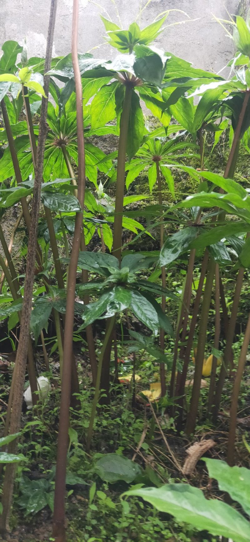 重楼苗七叶一枝花四川重楼保质保量，量大从优欢迎在线咨询
