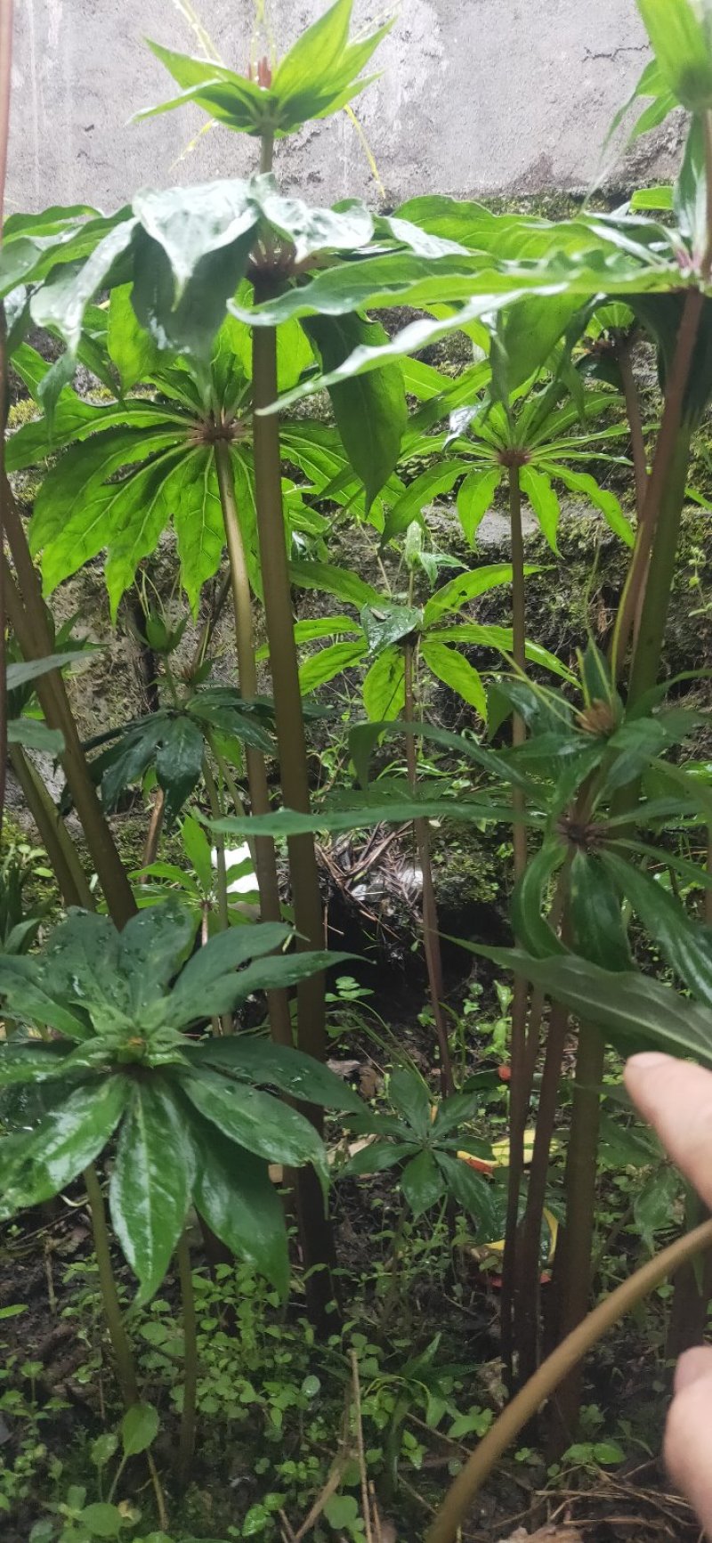 重楼苗七叶一枝花四川重楼保质保量，量大从优欢迎在线咨询