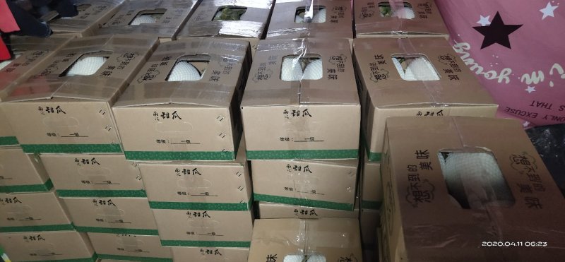 南汇玉菇，可现场或视频看货，可现场采摘或提前预约采摘