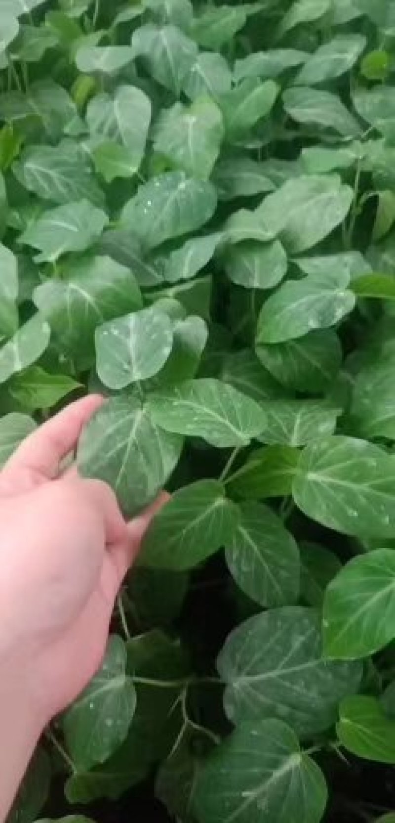 各品种百香果苗，，百香果苗绿皮荔枝味百香果苗木瓜百香果苗