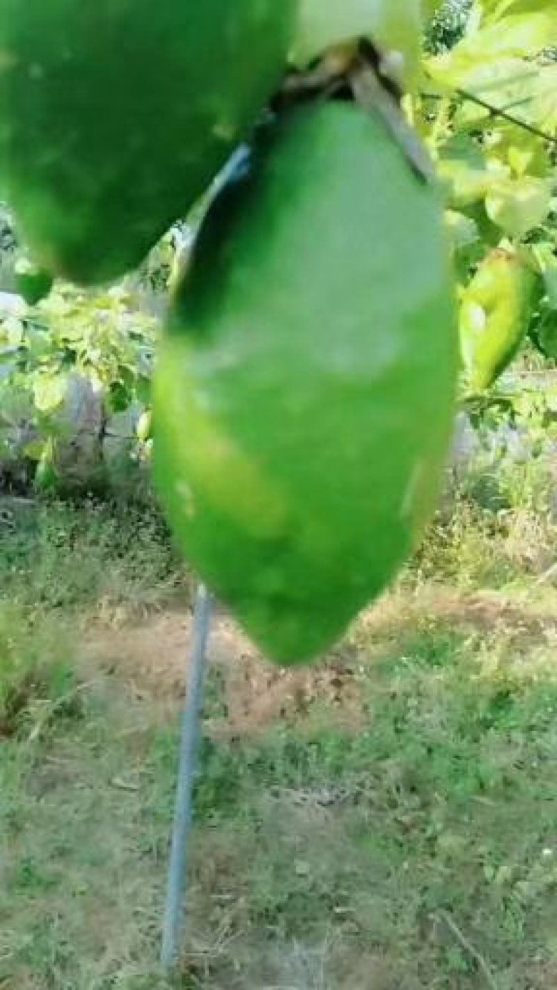 各品种百香果苗，，百香果苗绿皮荔枝味百香果苗木瓜百香果苗