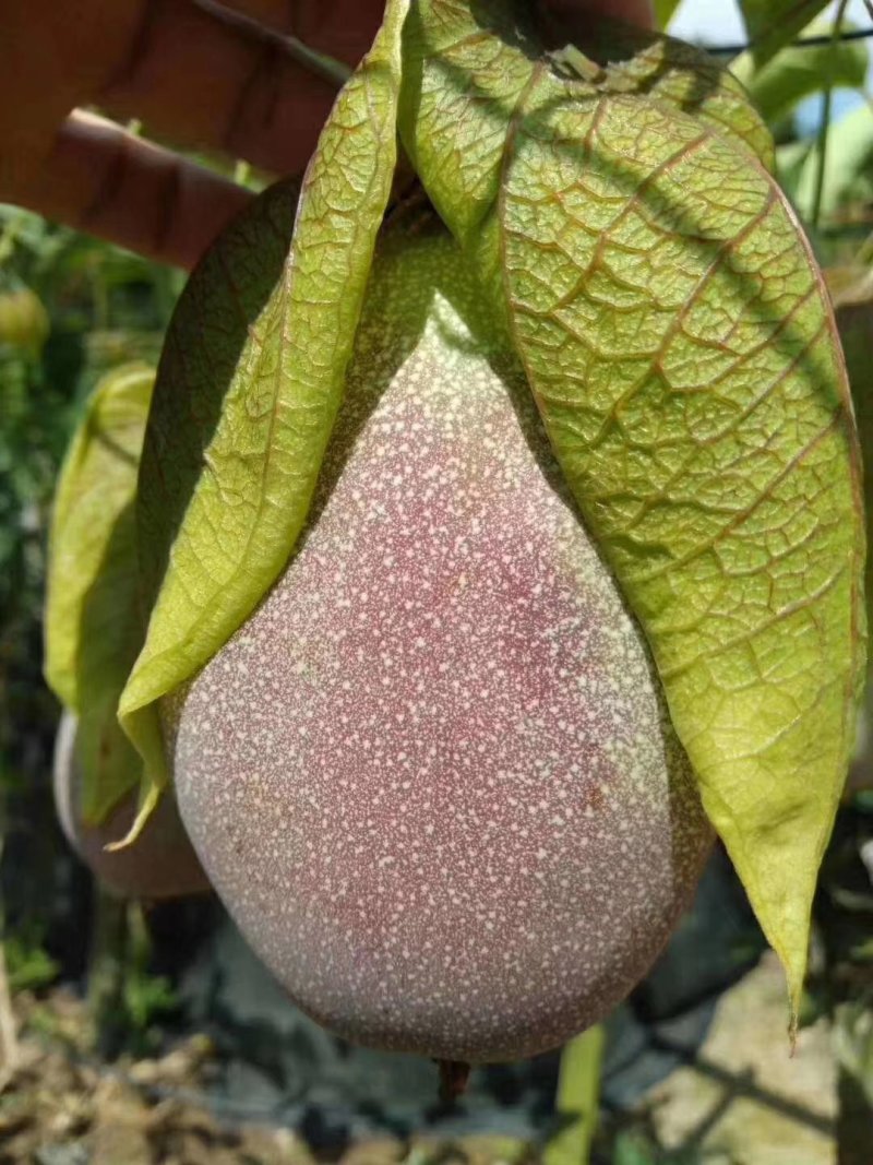 各品种百香果苗，，百香果苗绿皮荔枝味百香果苗木瓜百香果苗