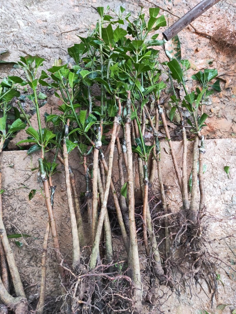 芒果苗桂七芒果苗百色桂七芒果苗广西芒果苗