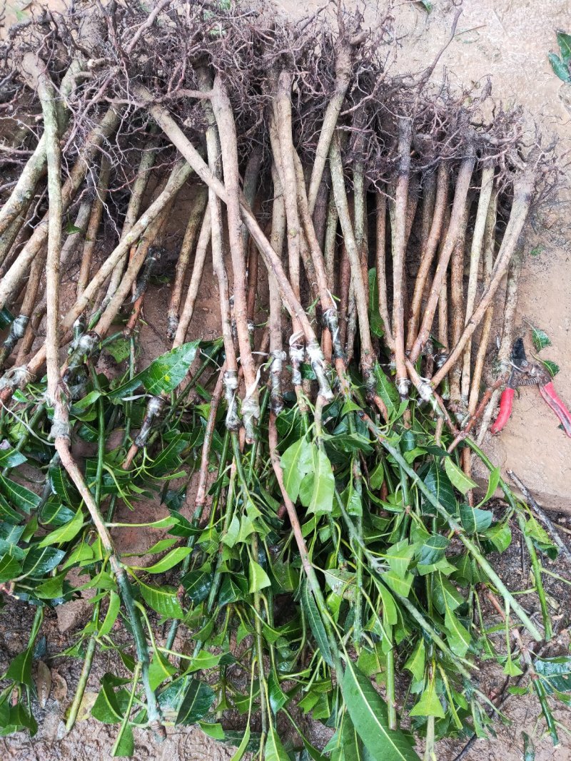 芒果苗桂七芒果苗百色桂七芒果苗广西芒果苗