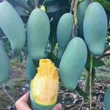 芒果苗桂七芒果苗百色桂七芒果苗广西芒果苗