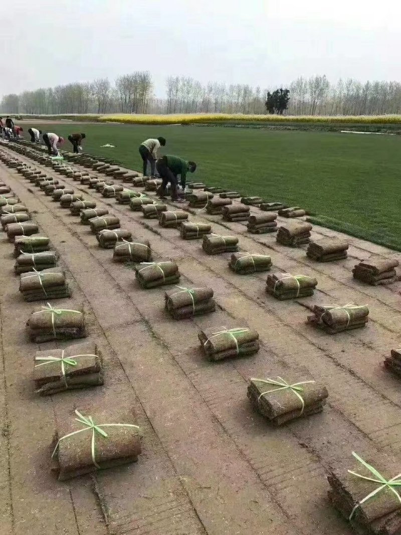 马尼拉四季青果岭草百慕大带泥土真草皮草坪庭院别墅绿化植物