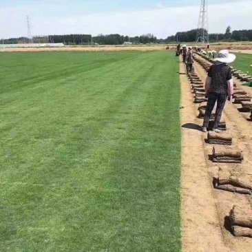 马尼拉四季青果岭草百慕大带泥土真草皮草坪庭院别墅绿化植物