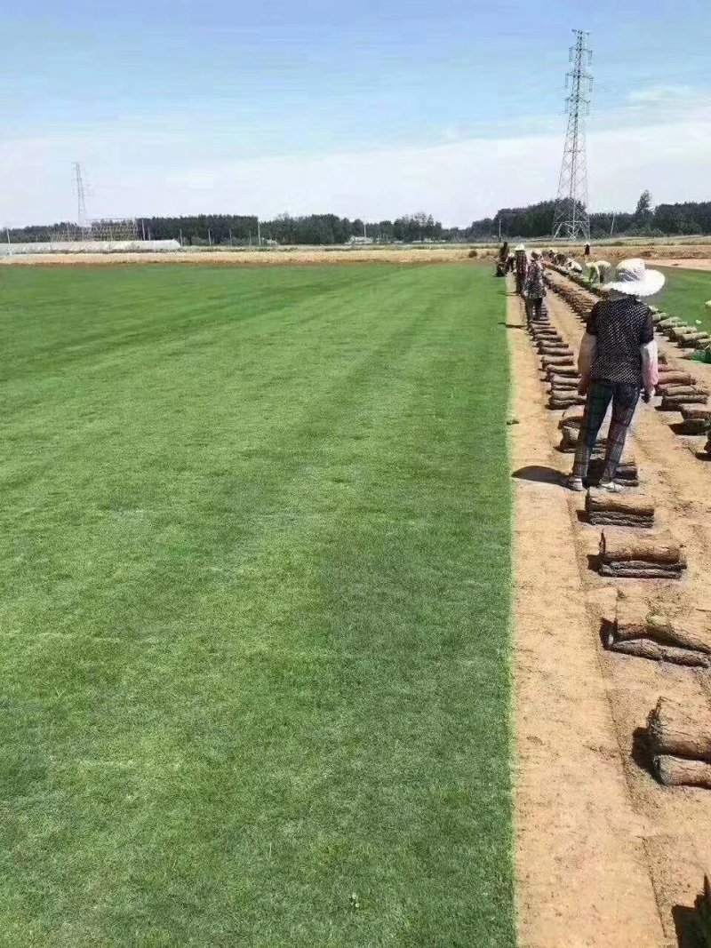 马尼拉四季青果岭草百慕大带泥土真草皮草坪庭院别墅绿化植物