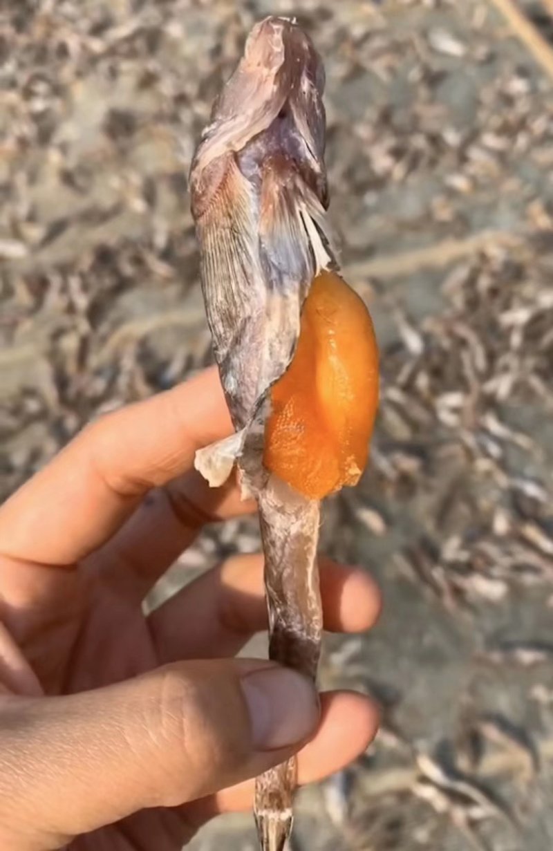 光鱼