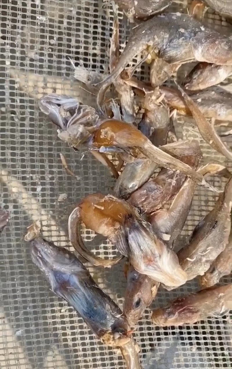 光鱼