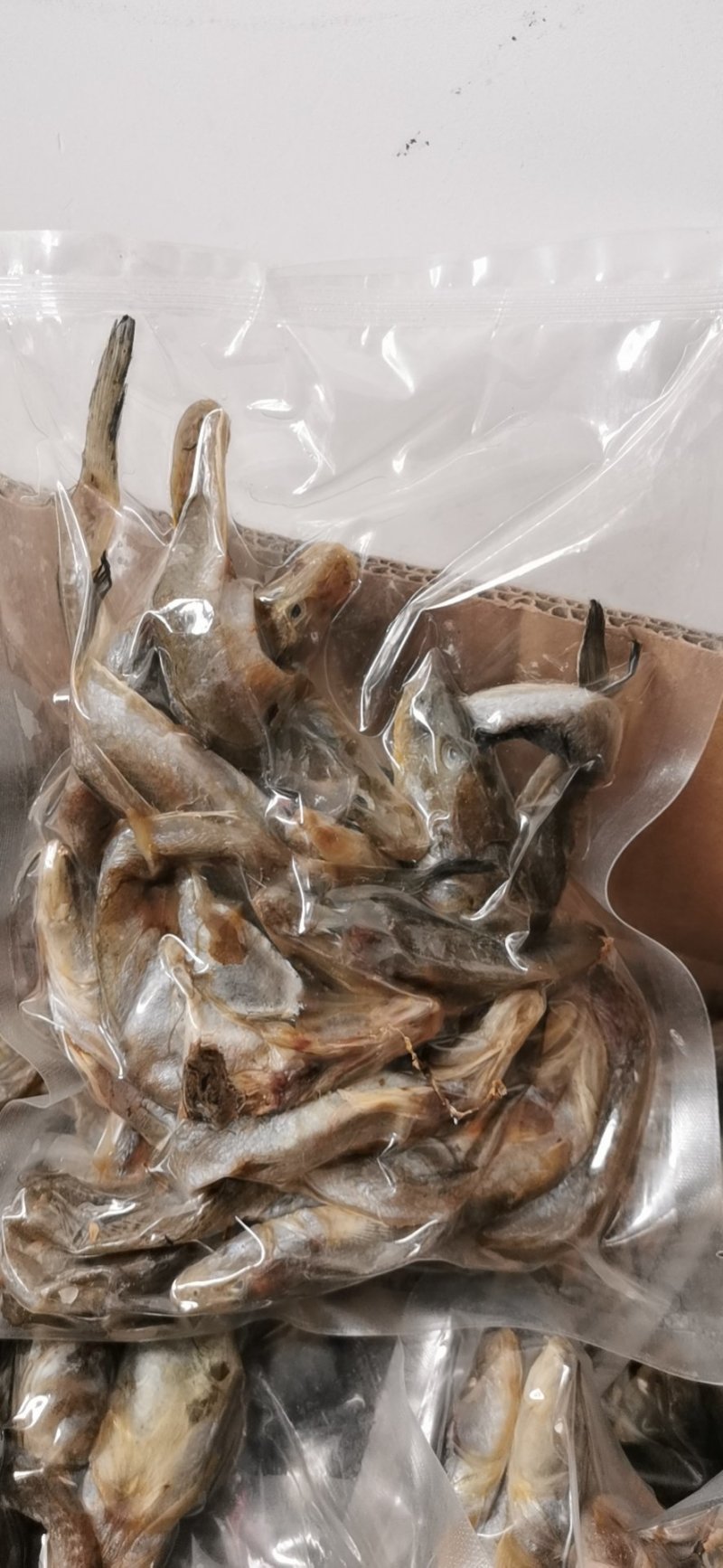 光鱼