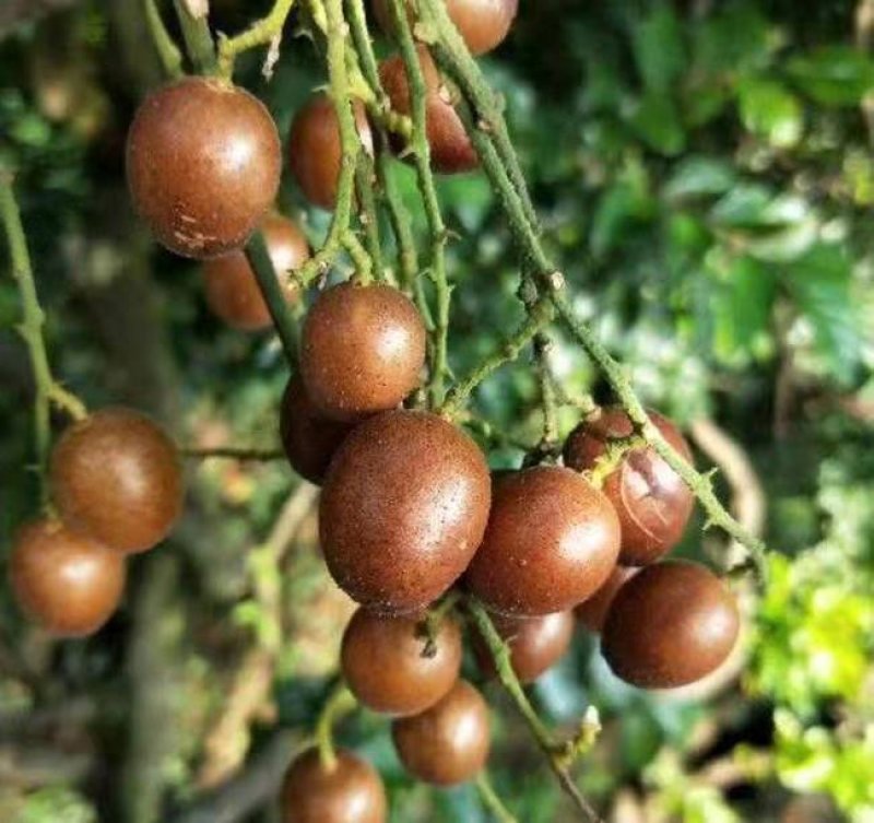 黄皮果苗黑黄皮苗黄皮嫁接苗广西黄皮苗