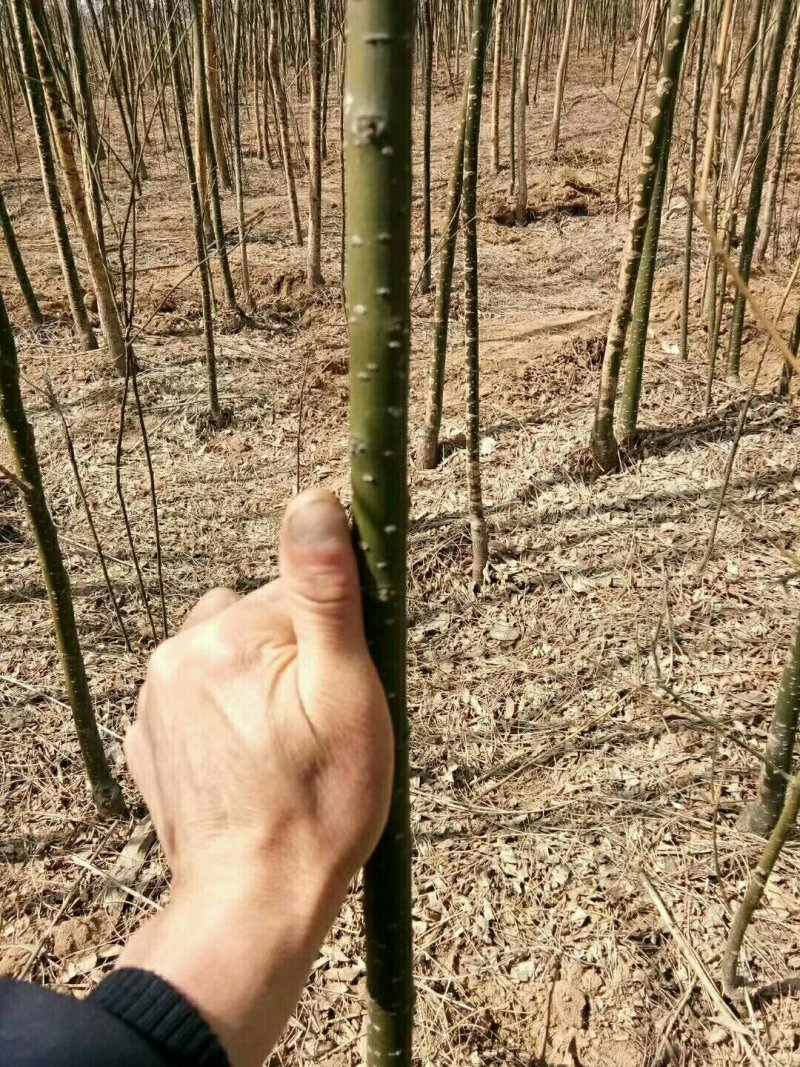 出售2公分国槐