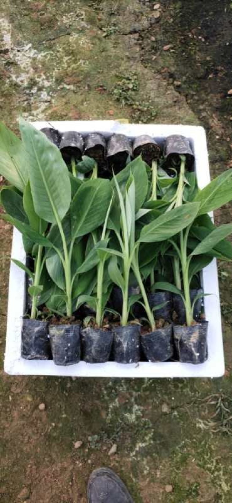 香蕉苗金粉一号香蕉苗中蕉九号香蕉苗粉蕉苗