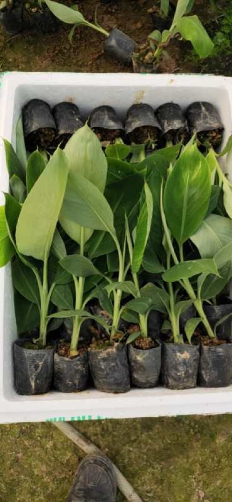香蕉苗金粉一号香蕉苗中蕉九号香蕉苗粉蕉苗