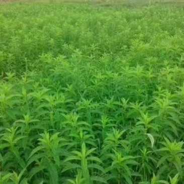 泽兰湖北产地直供一手货源质量保证量大从优欢迎选购