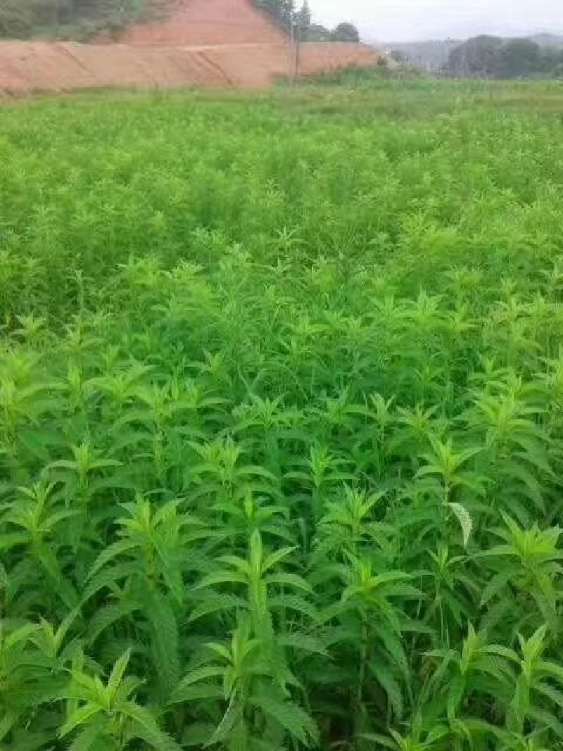 泽兰湖北产地直供一手货源质量保证量大从优欢迎选购