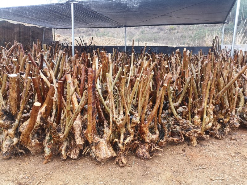 大量紫薇桩头下山货20到50公分直径一手货源