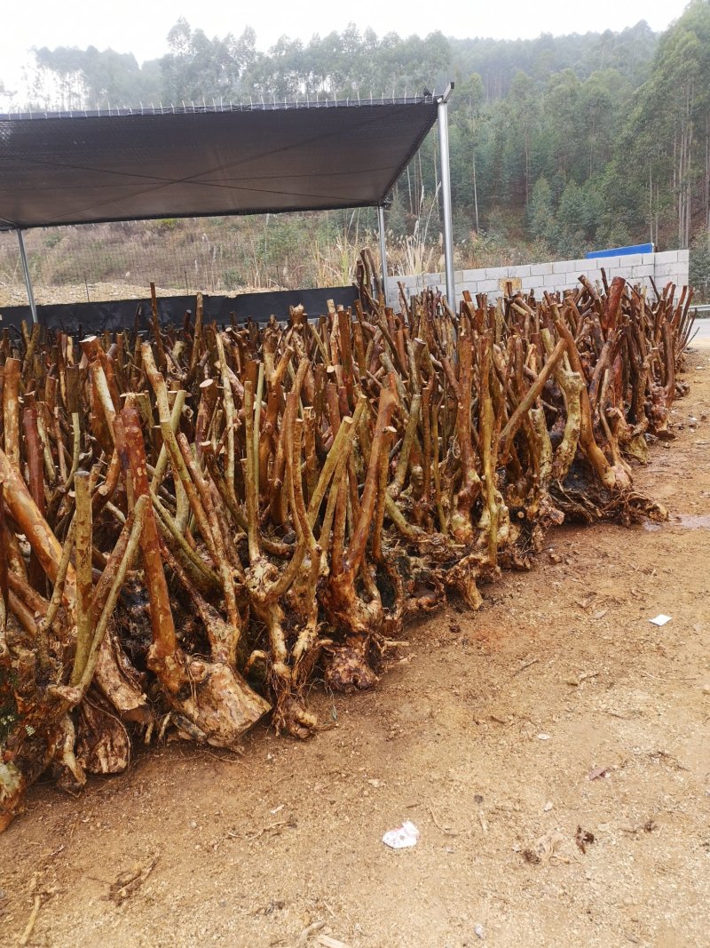 大量紫薇桩头下山货20到50公分直径一手货源