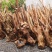 大量紫薇桩头下山货20到50公分直径一手货源