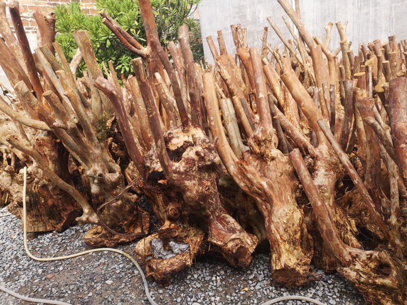 大量紫薇桩头下山货20到50公分直径一手货源