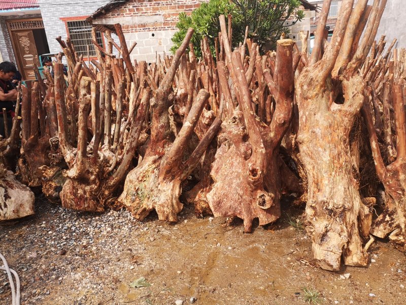 大量紫薇桩头下山货20到50公分直径一手货源
