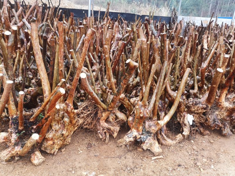 大量紫薇桩头下山货20到50公分直径一手货源