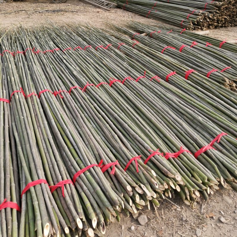 【推荐】菜架竹、西瓜架、冬瓜架、大棚竹、鸭棚竹