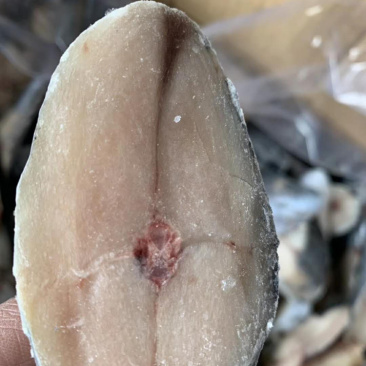 新鲜鲅鱼片青花鱼马鲛鱼片燕鲅鱼鲅鱼青条鱼海鱼燕鲅鱼