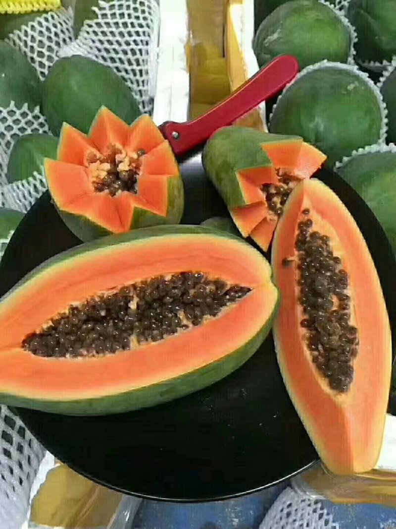木瓜树苗红肉木瓜苗大青木瓜苗水果木瓜苗