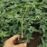 木瓜树苗红肉木瓜苗大青木瓜苗水果木瓜苗