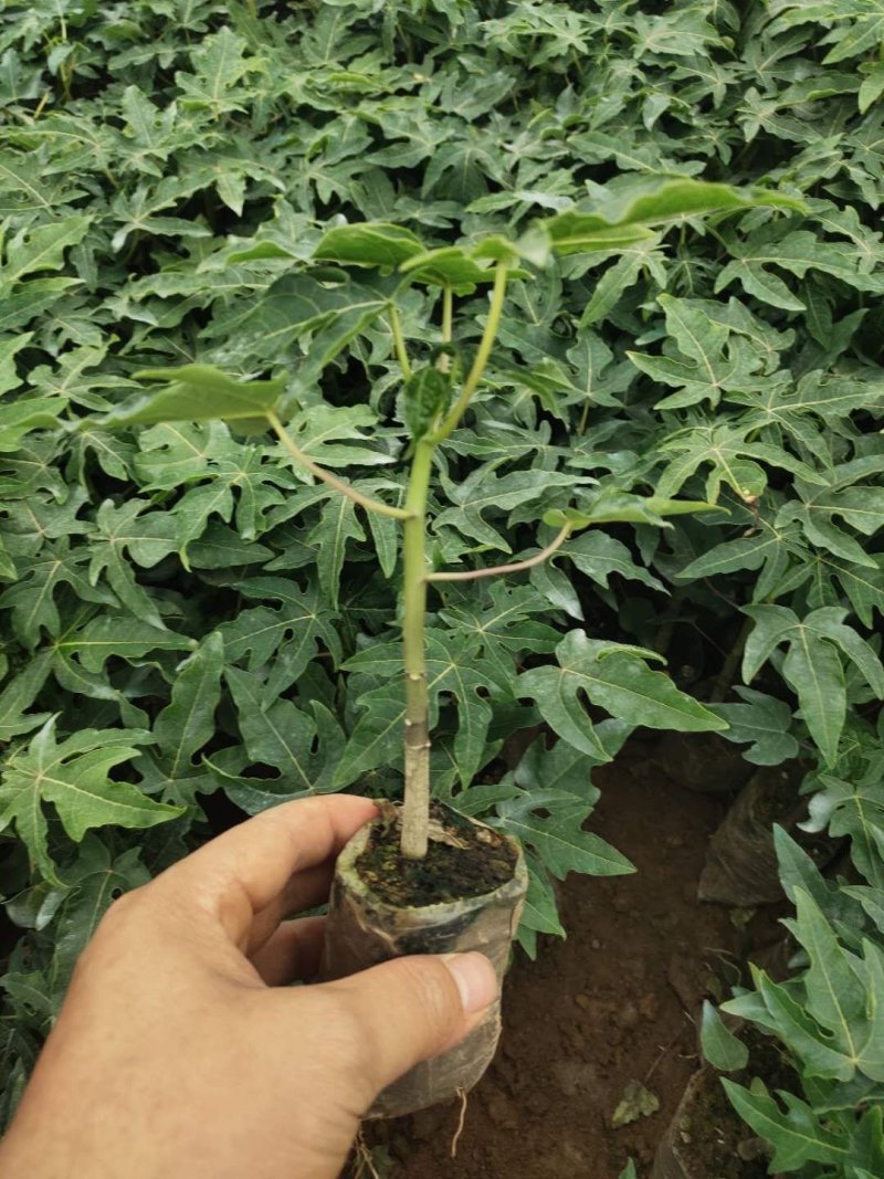 木瓜树苗红肉木瓜苗大青木瓜苗水果木瓜苗