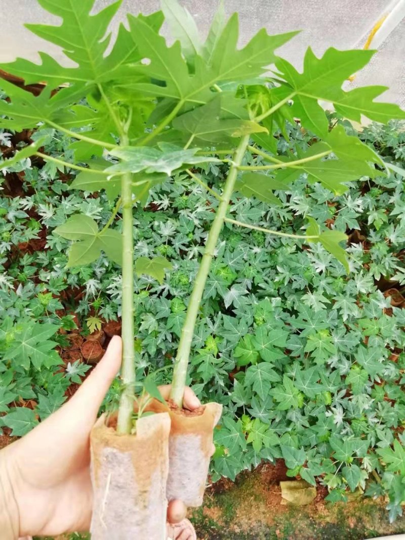 木瓜树苗红肉木瓜苗大青木瓜苗水果木瓜苗