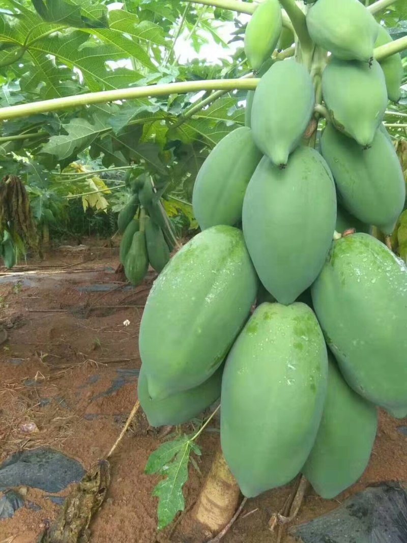 木瓜树苗红肉木瓜苗大青木瓜苗水果木瓜苗
