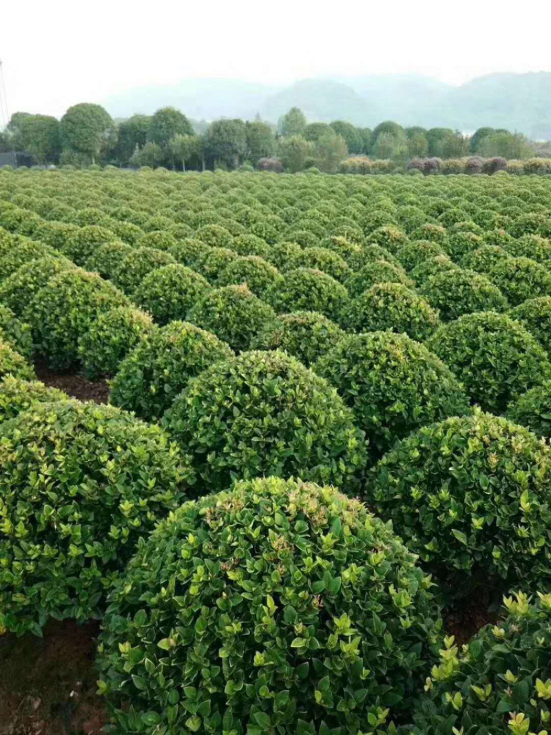 精品百慕大草卷，台湾青，马泥拉，草卷，草毯
