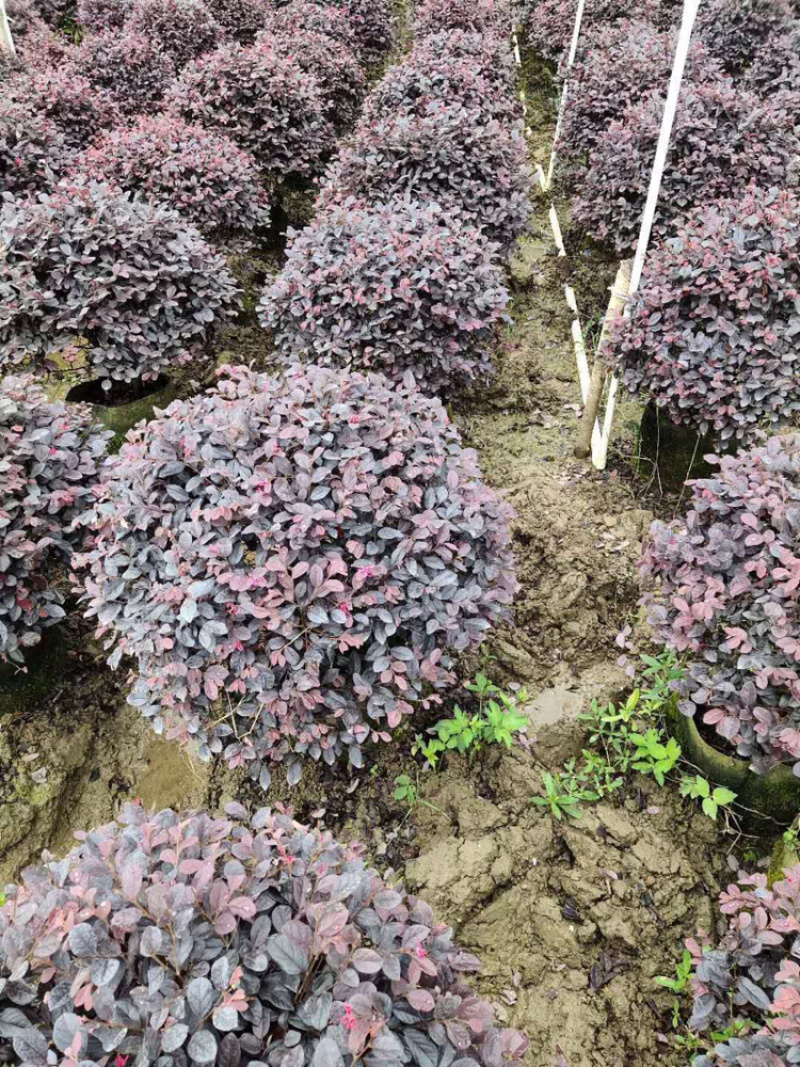 精品百慕大草卷，台湾青，马泥拉，草卷，草毯