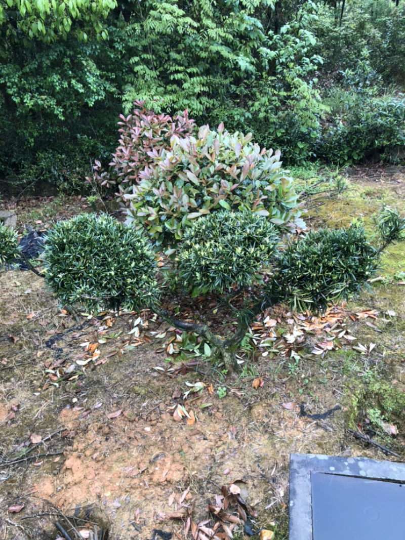 精品百慕大草卷，台湾青，马泥拉，草卷，草毯