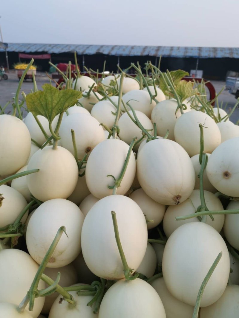 水果甜瓜哈密瓜羊角蜜玉菇脆梨实力一件代发代办