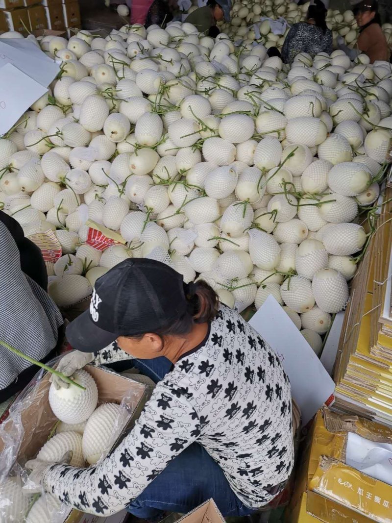 水果甜瓜哈密瓜羊角蜜玉菇脆梨实力一件代发代办