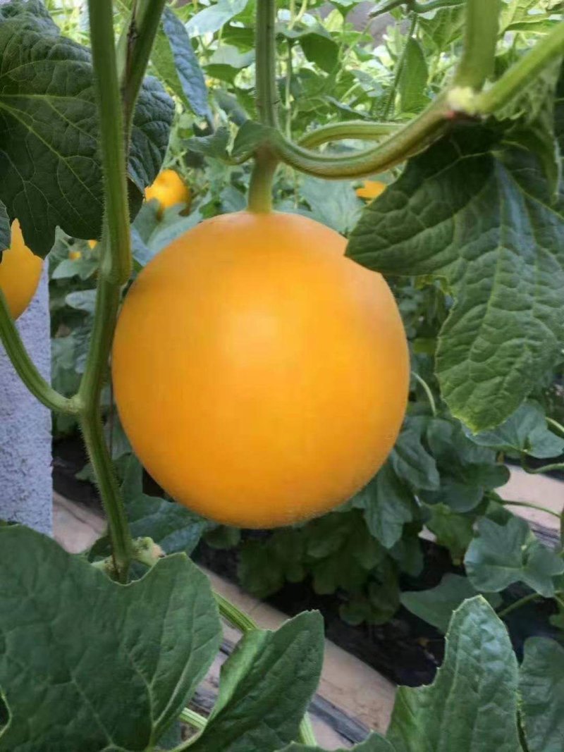 水果甜瓜哈密瓜羊角蜜玉菇脆梨实力一件代发代办