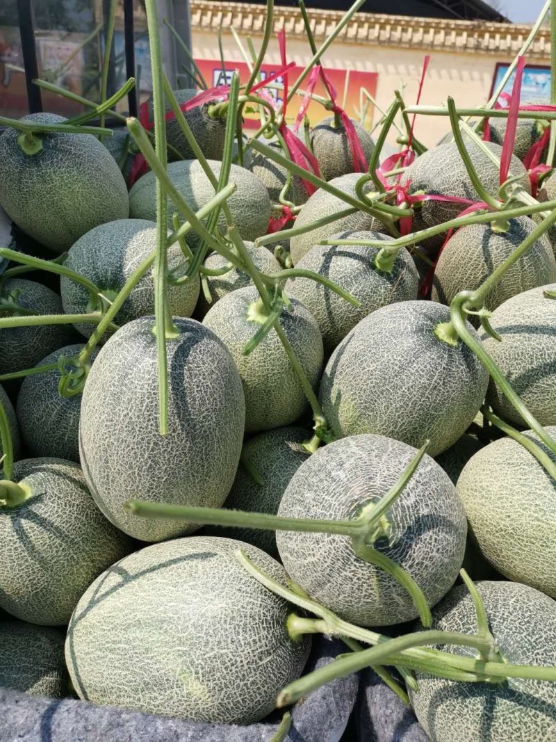 水果甜瓜哈密瓜羊角蜜玉菇脆梨实力一件代发代办