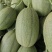 水果甜瓜哈密瓜羊角蜜玉菇脆梨实力一件代发代办