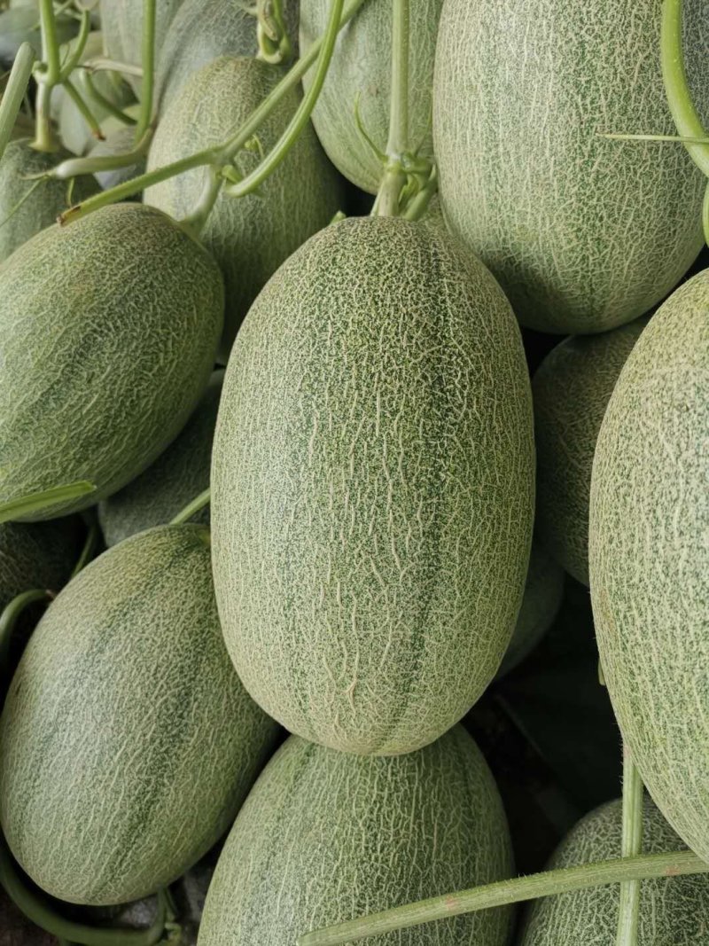 水果甜瓜哈密瓜羊角蜜玉菇脆梨实力一件代发代办